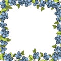 Vector Blueberry Blue And Green Engraved Ink Art. Berries And Green Leaves. Frame Border Ornament Square.