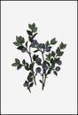 Vector blueberry branch. Blueberry stem with berries graphic illustration