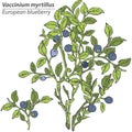 Vector Blueberry Bush