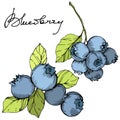 Vector Blueberry green and blue engraved ink art. Berries and green leaves. Isolated blueberry illustration element.