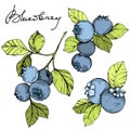 Vector Blueberry green and blue engraved ink art. Berries and green leaves. Isolated blueberry illustration element.