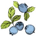 Vector Blueberry green and blue engraved ink art. Berries and green leaves. Isolated blueberry illustration element.