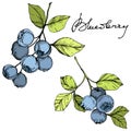 Vector Blueberry green and blue engraved ink art. Berries and green leaves. Isolated blueberry illustration element.