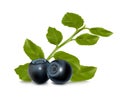 Vector. Blueberry with leaves