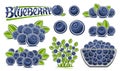 Vector Blueberry Set