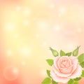 Vector blurry soft background with rose