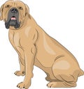 Vector. Boerboel.