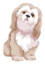Vector of bolognese dog.