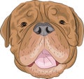 Vector Bordeaux mastiff