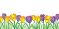 Vector border with outline violet and yellow crocuses or saffron flowers and green grass isolated on white. Ornate floral elements