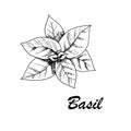 Vector botanic illustration with basil on white background.