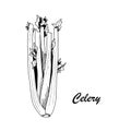 Vector botanic illustration with celery on white background.