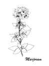 Vector botanic illustration with marjoram on white background.