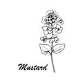 Vector botanic illustration with mustard on white background.