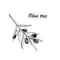 Vector botanic illustration with olive tree on white background. Royalty Free Stock Photo
