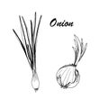 Vector botanic illustration with onion on white background. Royalty Free Stock Photo