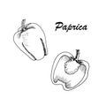 Vector botanic illustration with paprica on white background.