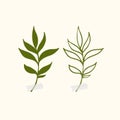 Vector botanic illustrations. Botanical clipart. Set of Green branches. Floral Herb Design elements.