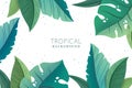 Vector botanical background with green trendy exotic palm and monstera leaves isolated on white background. Design for print,