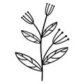 Vector botanical element herb with leaves. Umbrella plant illustration. Isolated icon on white background. Simple black doodle, o