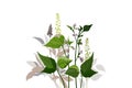 Vector botanical illustration. Curly beans with purple flowers, green twigs, leaves and herbs.