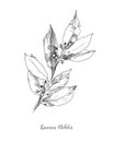 Vector Botanical illustration of the leafs Laurus Nobilis. Isolated illustration element. Black and white engraved ink