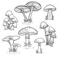 Vector botanical with mushrooms