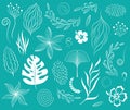 Vector botanical and organic design elements set