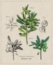 vector botanical poster, Pittosporum tobira, branch, leaves, flower, fruit, botanical illustration, vintage old poster