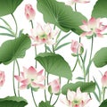 Vector botanical seamless pattern with pink lotus flowers. Royalty Free Stock Photo