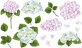 Vector Botanical Set. Hydrangea flowers, branches and leaves, blue and pink buds. Flowers and leaves on white background Royalty Free Stock Photo