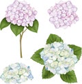 Vector Botanical Set. Hydrangea flowers, branches and leaves, blue and pink buds. Flowers and leaves on white background Royalty Free Stock Photo