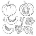 Vector botanical set with pumpkins, flowers and leaves.