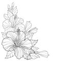 Vector bouquet with Chinese Hibiscus or Hibiscus rosa-sinensis. Flower, bud and leaves isolated. Corner composition with