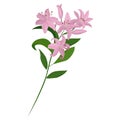 Vector bouquet. Light pink lilies. Vector set of flower elements.