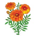 Vector bouquet with orange Tagetes or Marigold flower, bud and green leaf isolated on white background. Ornate Marigold flowers. Royalty Free Stock Photo