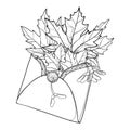 Vector bouquet with outline Acer or Maple ornate leaves and samaras in black in open craft envelope isolated on white background.