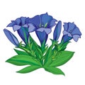 Vector bouquet with outline blue Gentiana or Gentian flower, bud and green leaves isolated on white background. Royalty Free Stock Photo