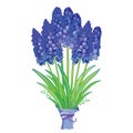 Vector bouquet with outline blue muscari or grape hyacinth flowers and green leaves isolated on white. Ornate floral elements. Royalty Free Stock Photo