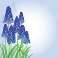 Vector bouquet with outline blue muscari or grape hyacinth flowers and green leaves on the pastel back. Spring floral elements. Royalty Free Stock Photo