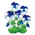 Vector bouquet with outline blue and white Pansy or Heartsease or Viola tricolor flower and green leaf isolated on white.