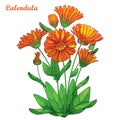 Vector bouquet with outline Calendula officinalis or pot marigold, bud, ornate green leaf and orange flower isolated on white.