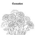 Vector bouquet with outline Carnation or Clove flower in black, bud and foliage isolated on white background.