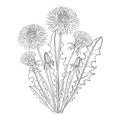 Vector bouquet with outline Dandelion or Taraxacum flower, bud and leaves isolated on white. Floral elements for spring design.