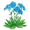 Vector bouquet with outline Forget me not or Myosotis flower in blue, bunch, bud and green leaves isolated on white background. Royalty Free Stock Photo