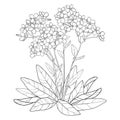 Vector bouquet with outline Forget me not or Myosotis flower, bunch, bud and leaves in black isolated on white background.