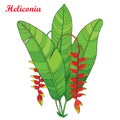 Vector bouquet with outline Heliconia rostrata or lobster claws red flower and green leaves on white background.