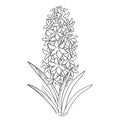 Vector bouquet with outline Hyacinth flower bunch, bud and ornate leaves in black isolated on white background.