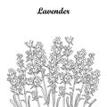 Vector bouquet with outline Lavender flower bunch, bud and leaves in black isolated on white background. Ornate perfume Lavender. Royalty Free Stock Photo