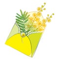 Vector bouquet with outline Mimosa or Acacia dealbata or silver wattle flowers and leaf in yellow open craft envelope isolated. Royalty Free Stock Photo